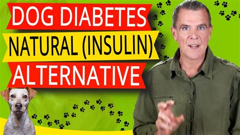 Natural Medicine For Diabetes In Dogs Proven Home Remedy For Dog