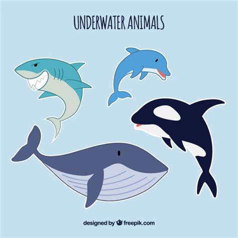 Free Free 318 Whale Shark Svg Free SVG PNG EPS DXF File