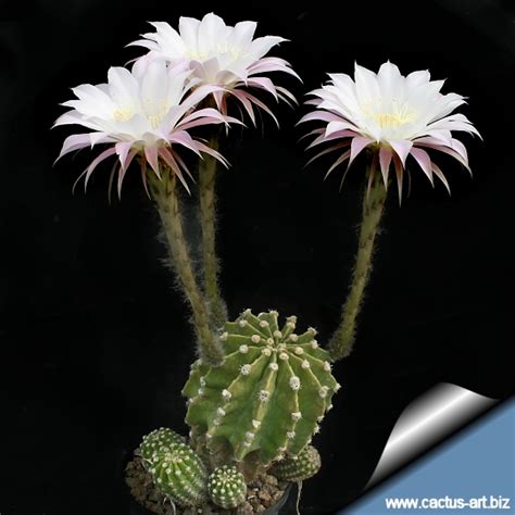 This cactus blooms at night and the flower lasts only one day. Echinopsis multiplex