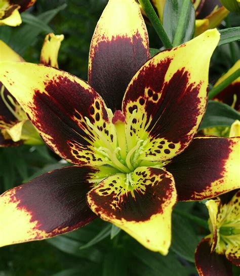 Plantfiles Pictures Asiatic Hybrid Lily Easy Dance Lilium By