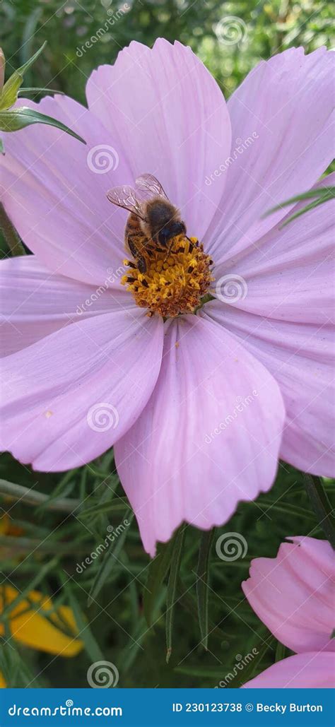 Bee Gathering Sweet Nectar From A Flower Stock Photo Image Of Sweet