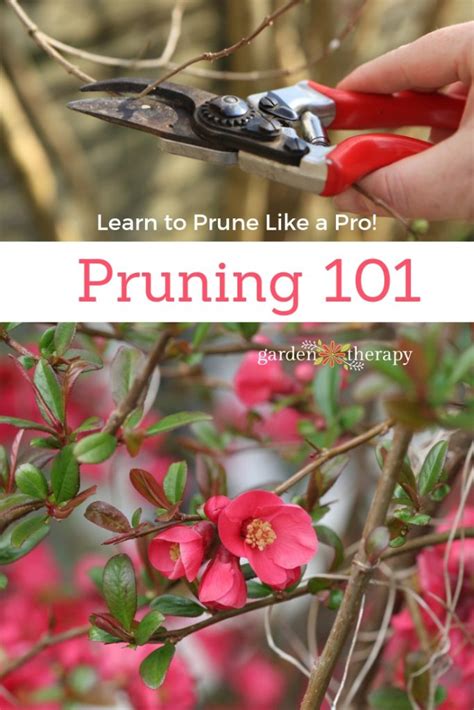 Learn How To Prune Like A Pro Pruning 101 Garden Therapy