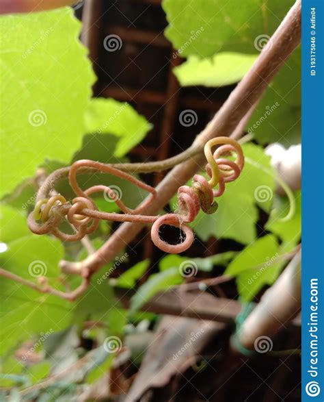 Vine Tendrils That Bind To Each Other Stock Photo Image Of Flower