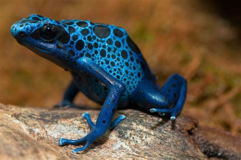 16 Beautiful But Deadly Frogs