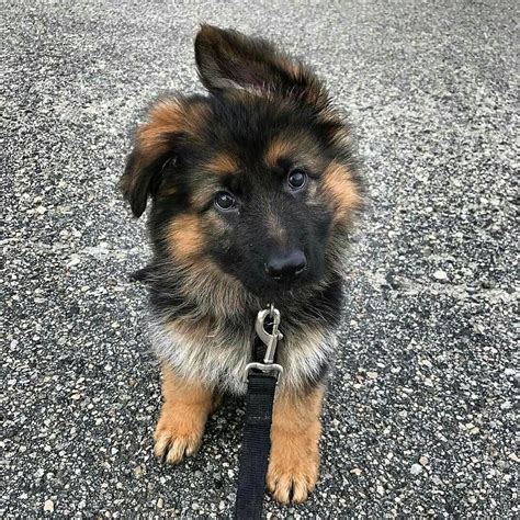 Cute Baby German Shepherd Online