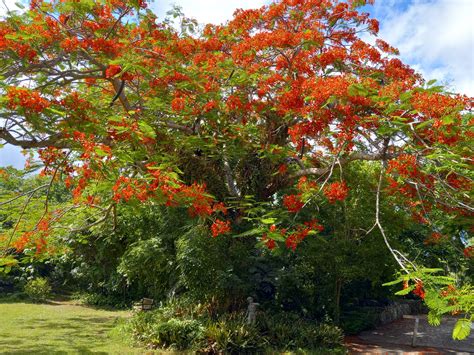 Op Ed Flamboyant Trees Offer A Feast For The Senses St Croix Source