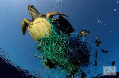 Greenpeace 10 Prozent Des Plastikmülls Im Meer Von Fischern