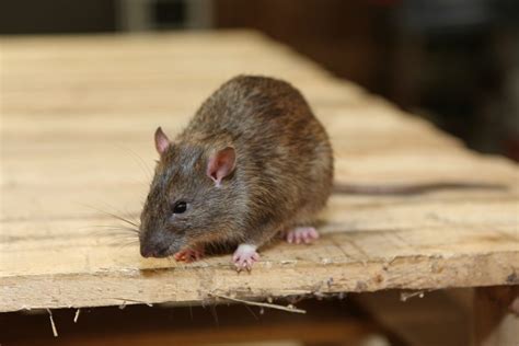 We did not find results for: Ratten im Garten: Mit diesen Mitteln werden Sie die ...