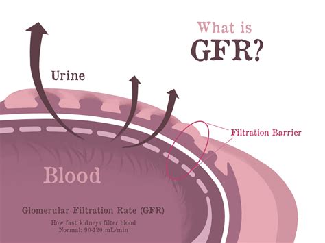 Glomerular Filtration Rate Units Kidney Water Filtration Rate Kidneyoi The Gfr Can Be