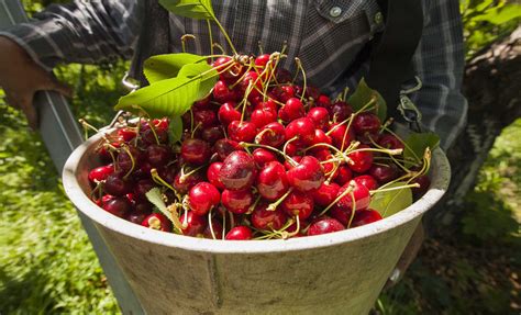 2016 Northwest Cherry Harvest Could Be 3rd Biggest Good Fruit Grower