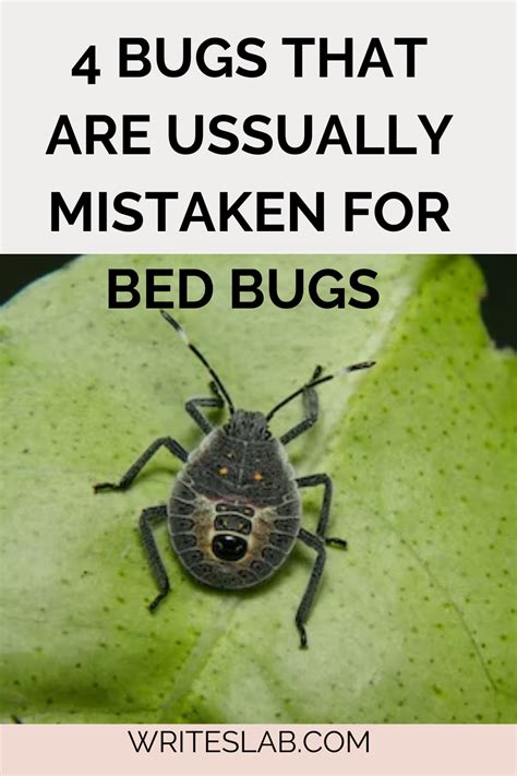 4 Bugs That Are Ussually Mistaken For Bed Bugs In 2022 Bed Bugs Bed