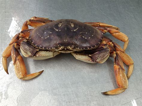 live dungeness crab a west coast delight is caught along bc coast and is available year round