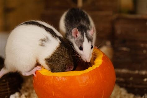 Let us know in the comments! What Do Pet Rats Eat? A Guide to a Healthy Diet for Your ...