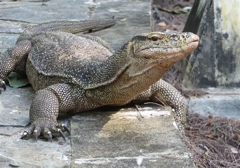 Asian Water Monitor Care Sheet Reptiles Cove