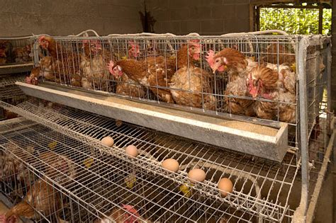 される 現代の鶏養鶏場のための家禽卵生産設備 ナイジェリ