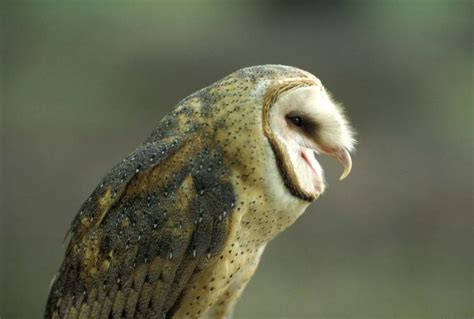 Barn Owl Mdc Discover Nature