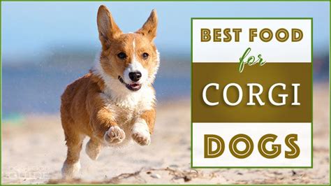 2 best rated dog food for corgis reviewed. Best Dog Food for Corgis : Top Puppy, Adult & Senior ...