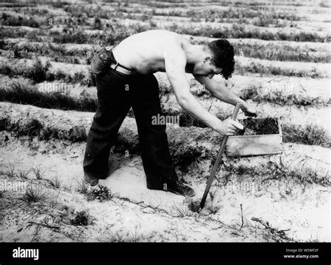 Photograph Of Tree Planting With Michigan Planting Bar Scope And Content Original Caption