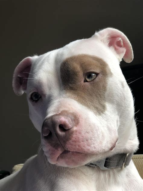 Rudy Pitbulls Pitbull Mix Breeds Beautiful Dogs Cute Little Animals