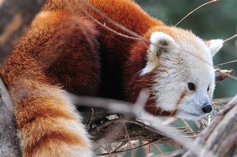 Dsc1327 Himalayan Red Panda Endangered Asterio Tecson Flickr