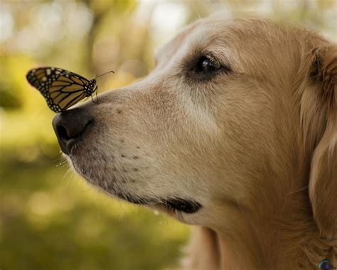 Quasi tutti avevano le orecchie piene di zecche. Sfondi Desktop di Cani da scaricare Gratis per Windows e ...