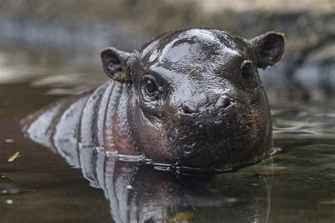 ‘adorable Baby Pygmy Hippo Prepares To Meet Public As Zoo Reopens