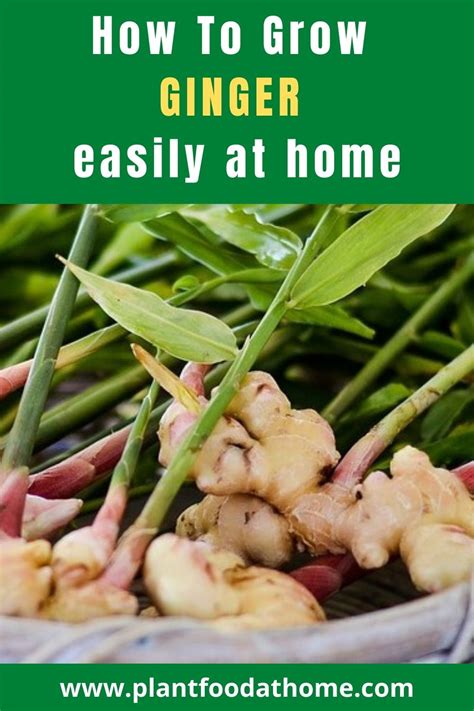 Everything You Need To Get Started In Growing Your Own Ginger Easily At Home From Planting