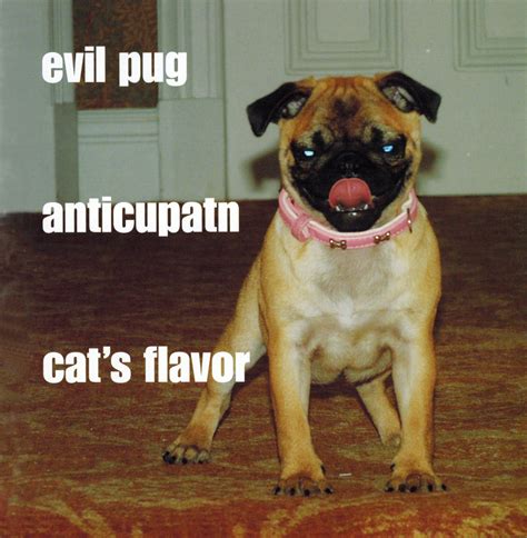 Evil Pug Anticupatn Cats Flavor All About Pugs Pugs I Love