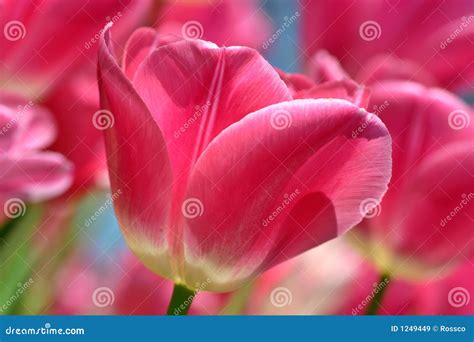 Pink Tulip Macro Stock Image Image Of Earth Summer Growing 1249449