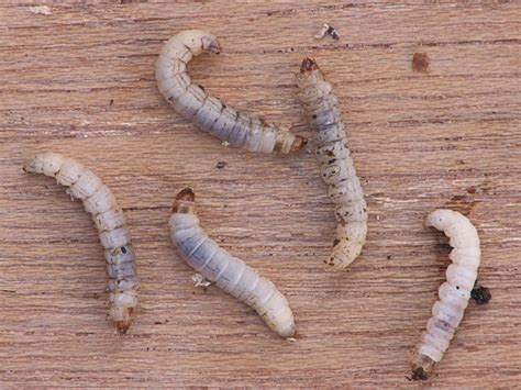 Wax Moth Larvae Sydneys Best Pest Control