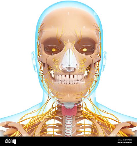 Peripheral Nervous System Head Neck Drawing Stock Photo Alamy