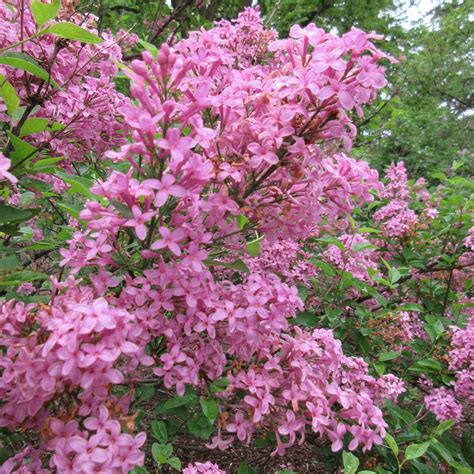 Are essential for several body functions. Lilac Sunday Syringa Plants for Sale (Lilac) | Free Shipping