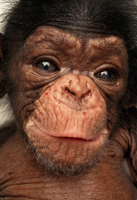 Chimpanzees Will Be Used Less In Us Research