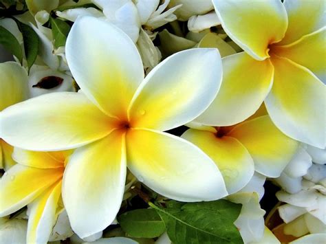 See full list on gardeningknowhow.com Yellow Plumeria Flowers - Flower With Styles