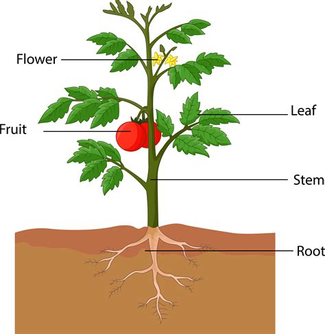 Biology Parts Of A Plant Level 1 Activity For Kids Uk