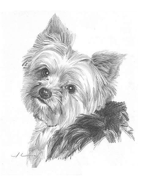 yorkshire draw pesquisa google yorkie painting dog drawing dog art