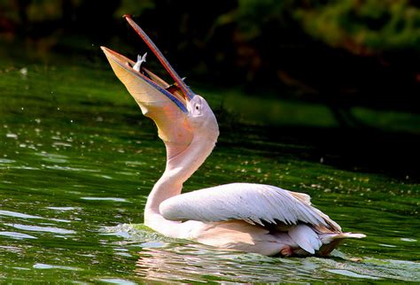 The Fisherman Bird Pelican Facts For Kids Wild Life And Nature Kinooze