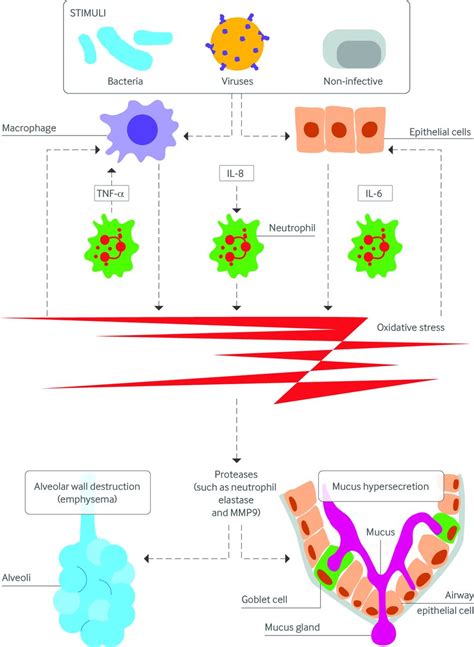 Copd (chronic obstructive pulmonary lung disease) is a group of diseases that includes chronic bronchitis and emphysema. Management and prevention of exacerbations of COPD | The BMJ