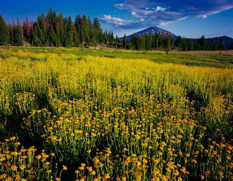 Mt Bachelor And Wildflower Meadow Oregon Landscape Meadow