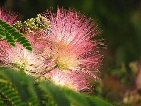 Mimosa Blossom By Vholmes Flowering Trees Mimosa Tree Willow Tree