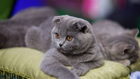 Scottish Fold Cat Wallpapers Images Photos Pictures Backgrounds