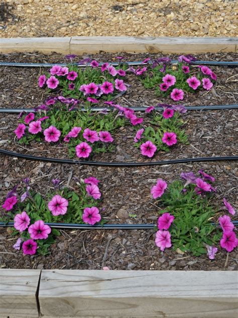 Petunia Easy Wave® Rose Fusion Truck Crops Trial Garden