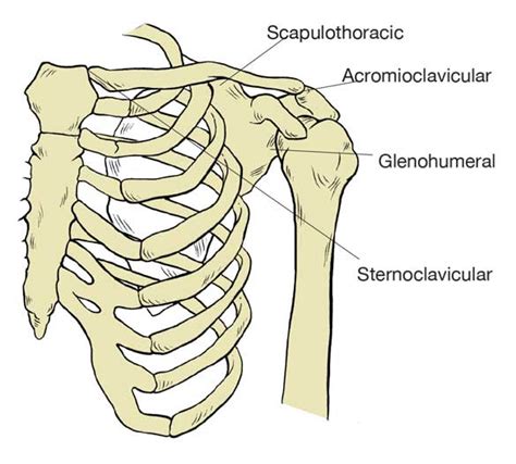 What are the shoulder blades and where they are located? Basic Anatomy of the Shoulder — ACRO Physical Therapy & Fitness