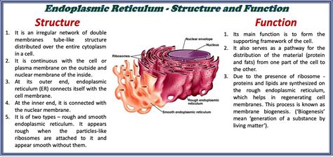 Rough endoplasmic reticulum synthesizes proteins, while smooth endoplasmic reticulum synthesizes lipids and steroids. Structure and Function of a Cell and its Organelles ...
