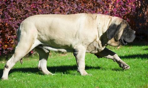 From Tallest To Heaviest These Are The Biggest Breeds Of Dog Found