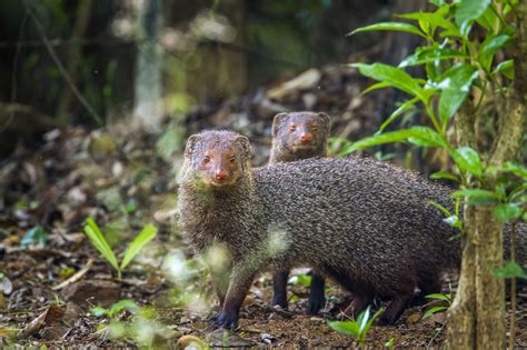 Meet The Mongoose Courageous Snake Killer And Lovable Pet Pet Ponder