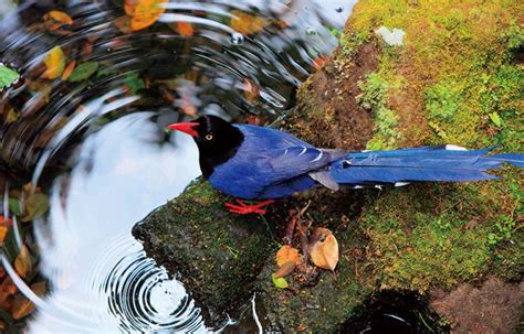 See more of 臺灣藍鵲茶 taiwan bluemagpie tea on facebook. 風景明信片 心感動二 - 系列八張 - 尼森設計明信片