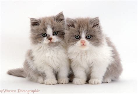 Two Persian Cross Lilac Bicolour Kittens 9 Weeks Old Photo Wp15822