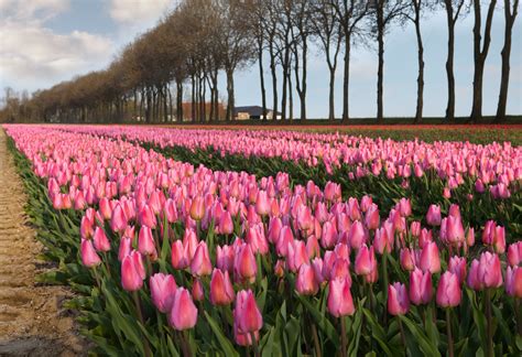 Bigstock Pink Tulips In Holland 11715551 Tulip Festival Amsterdam