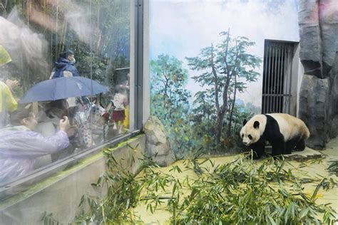 Giant Pandas Arrive In China From Wakayama Zoo The Japan Times